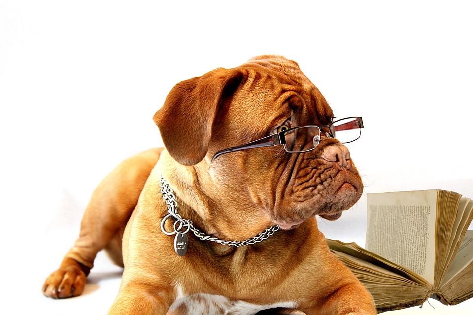 dog-734689_960_720
